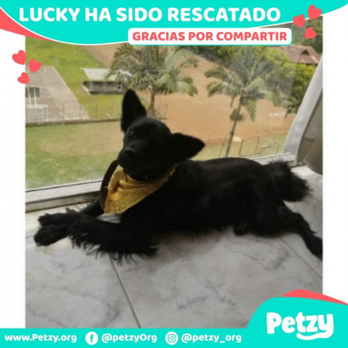 Foto de mascota Lucky Benavides García