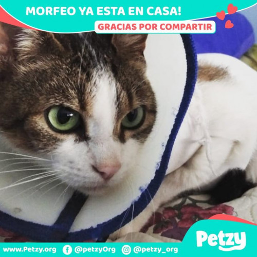 Foto de mascota Morfeo