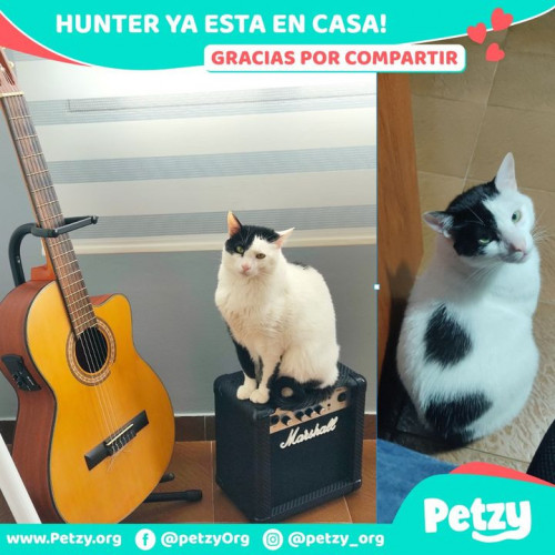 Foto de mascota Hunter