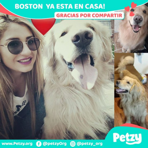 Foto de mascota Boston 