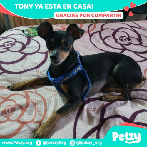 Foto de mascota Tony