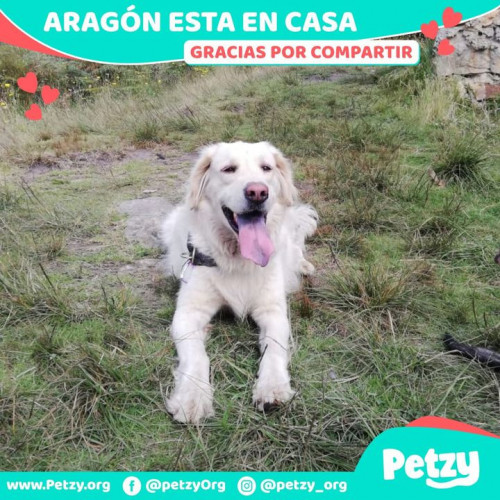 Foto de mascota Aragón