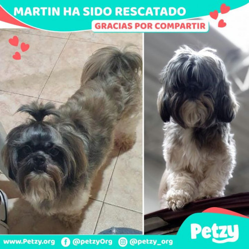 Foto de mascota Martin