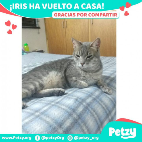 Foto de mascota Iris