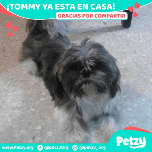 Foto de mascota Tommy