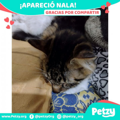 Foto de mascota Nala