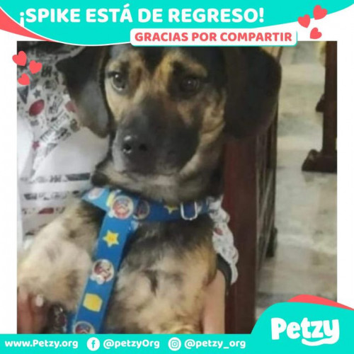 Foto de mascota Spike