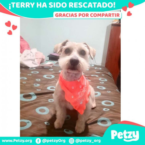Foto de mascota Terry