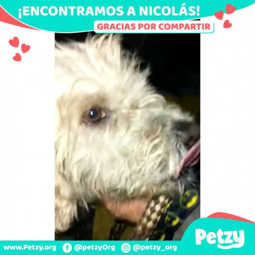Foto de mascota Nicolás
