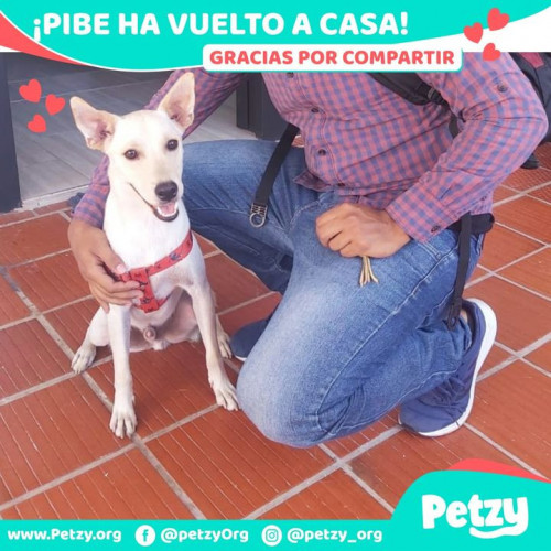 Foto de mascota Pibe