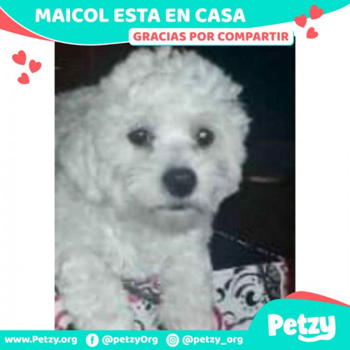 Foto de mascota Maicol