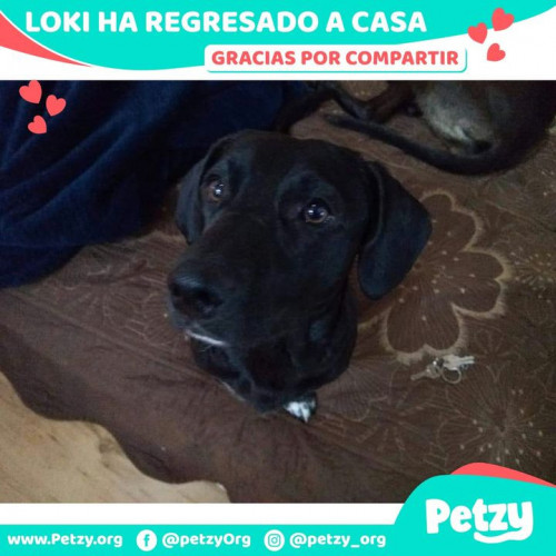 Foto de mascota Loki 