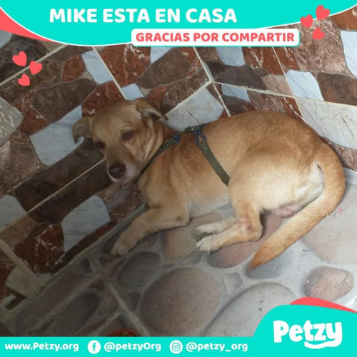 Foto de mascota Mike