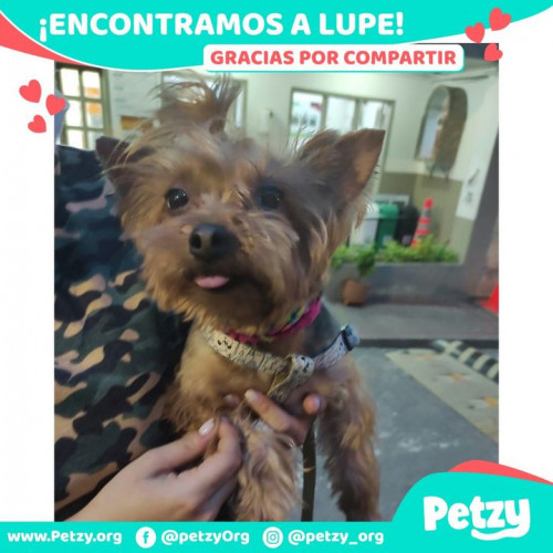 Foto de mascota Lupe