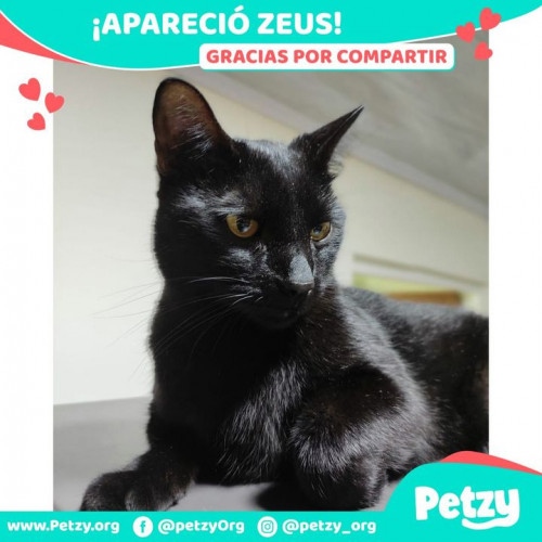 Foto de mascota Zeus