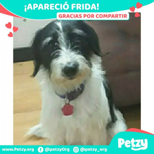 Foto de mascota Frida