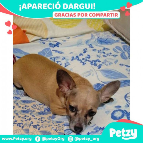 Foto de mascota Dargui