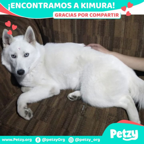Foto de mascota Kimura