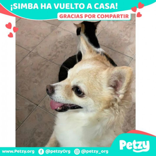 Foto de mascota Simba