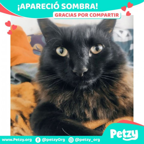 Foto de mascota Sombra