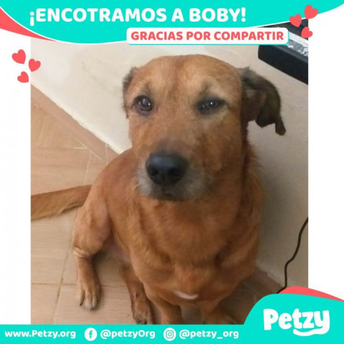 Foto de mascota Boby