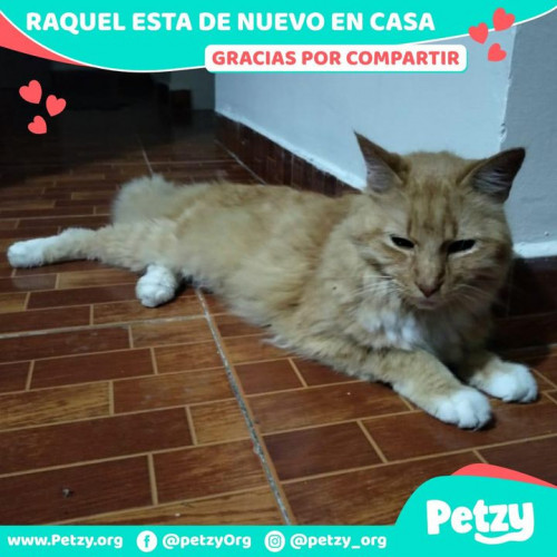 Foto de mascota Raquel (es Macho)