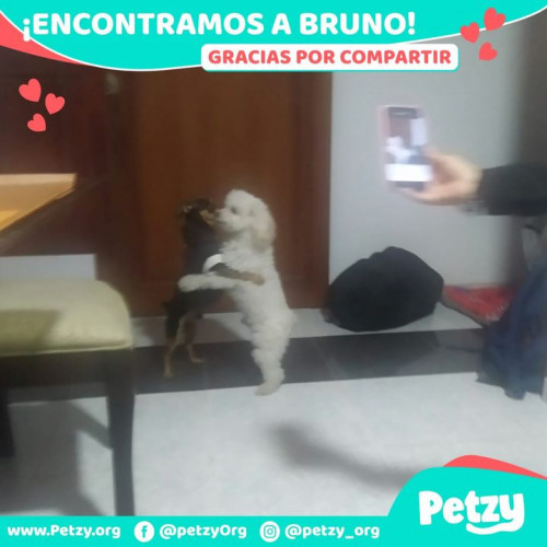 Foto de mascota Bruno
