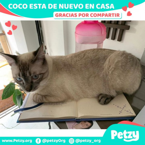 Foto de mascota Coco