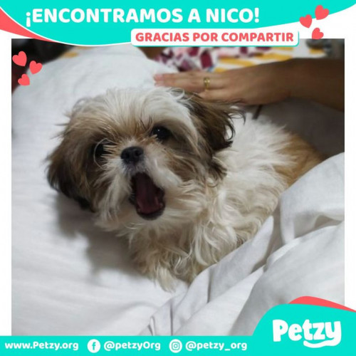 Foto de mascota Nico