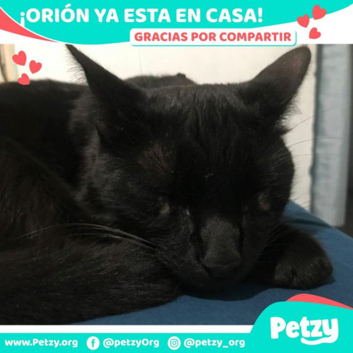 Foto de mascota Orión