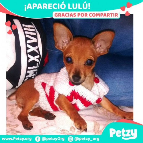 Foto de mascota Lulú