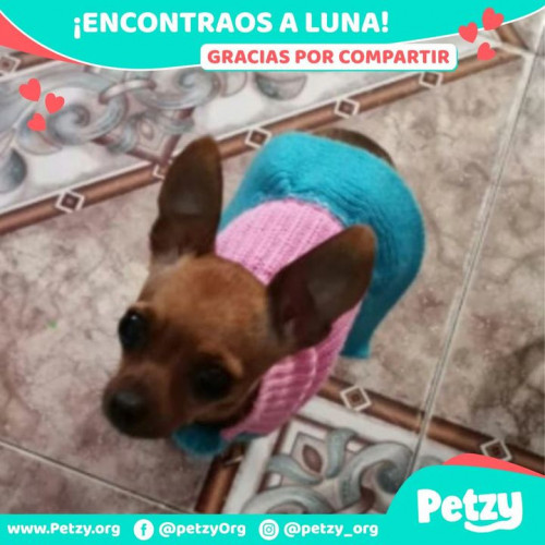 Foto de mascota Luna