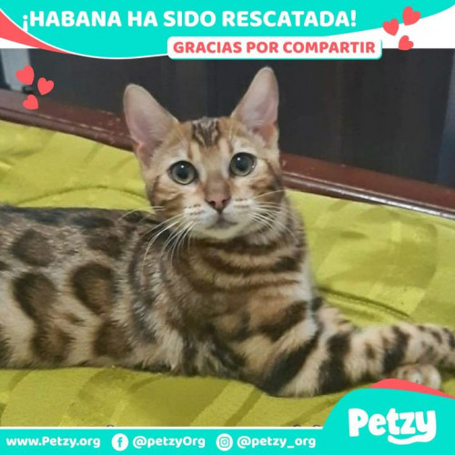 Foto de mascota Habana