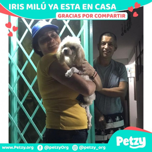 Foto de mascota Iris Milu 