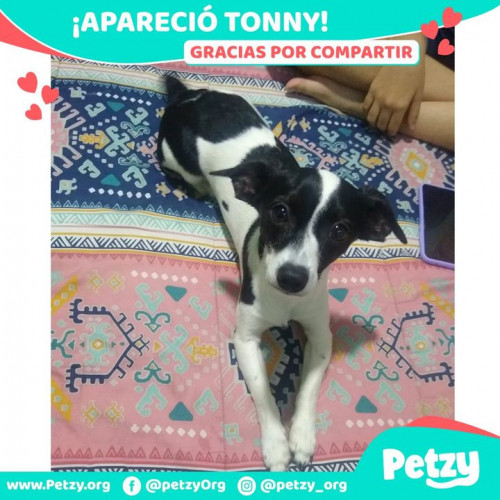 Foto de mascota Tonny