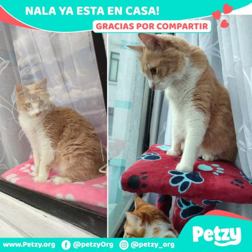 Foto de mascota Nala