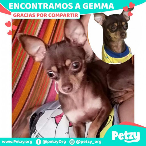 Foto de mascota Gemma