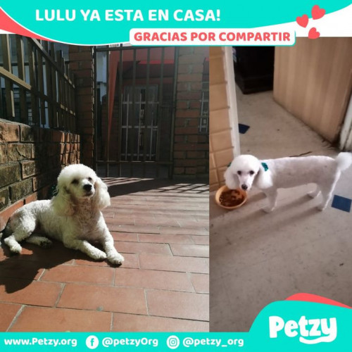 Foto de mascota Lulu
