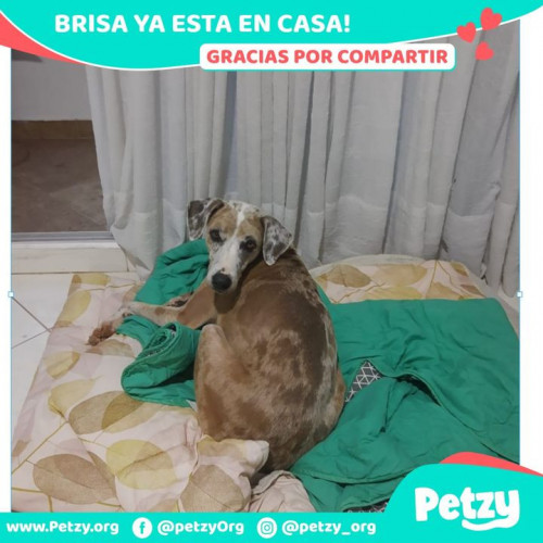 Foto de mascota Brisa