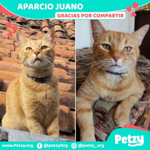 Foto de mascota Juano