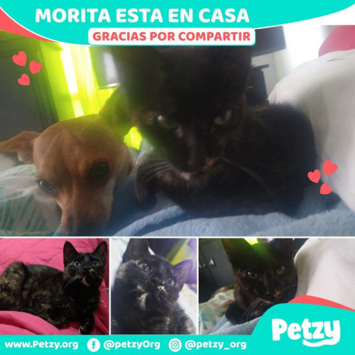 Foto de mascota Morita