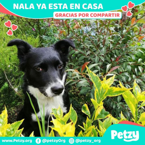 Foto de mascota Nala