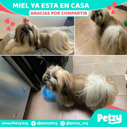 Foto de mascota Miel