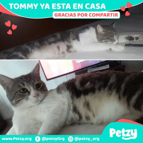 Foto de mascota Tommy