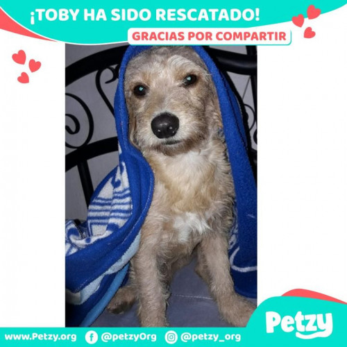 Foto de mascota Toby
