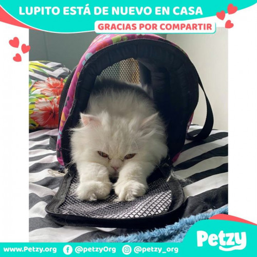 Foto de mascota Lupito