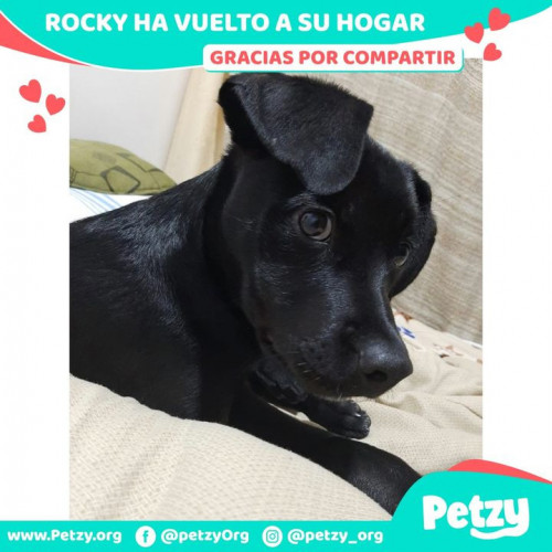 Foto de mascota Rocky