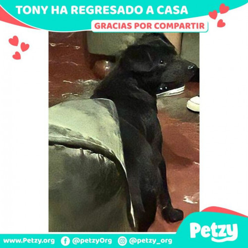 Foto de mascota Tony