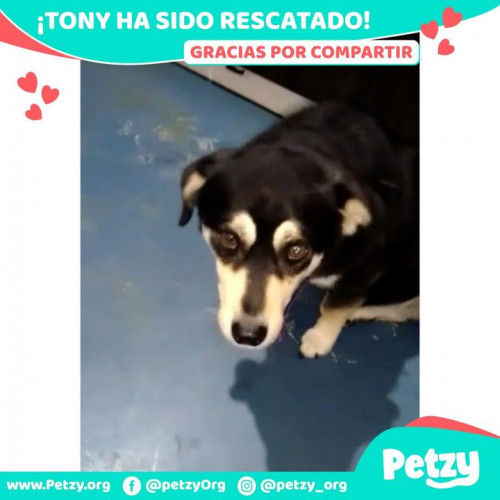 Foto de mascota Tony