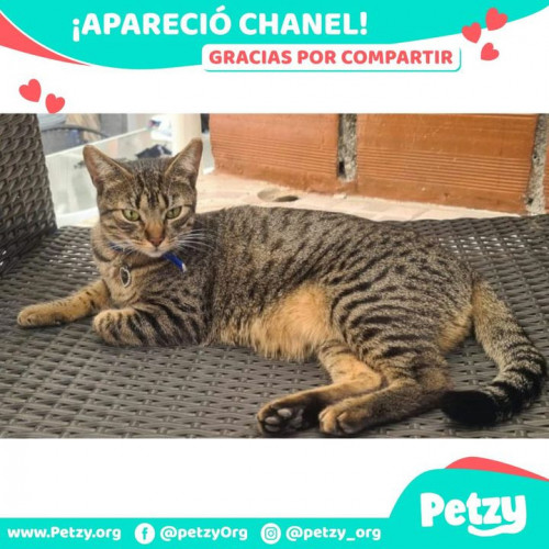 Foto de mascota Chanel